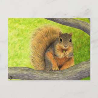 Red Squirrel Postcard