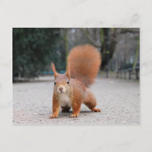 Red Squirrel Postcard