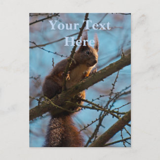 Red Squirrel Postcard