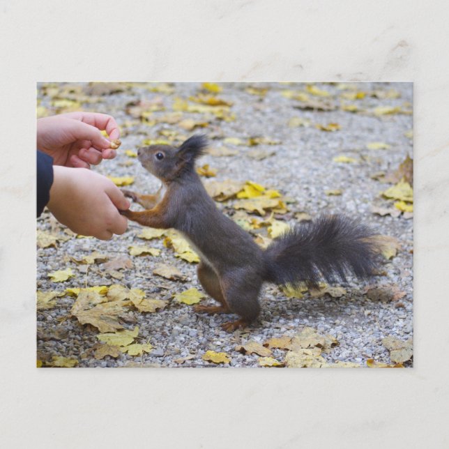 Red Squirrel Postcard (Front)