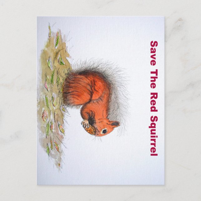 Red Squirrel Postcard (Front)