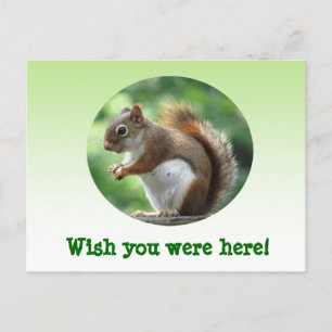 Red Squirrel Postcard