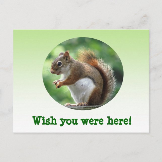 Red Squirrel Postcard (Front)