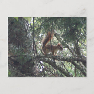 Red Squirrel Postcard
