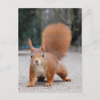 Red Squirrel Postcard