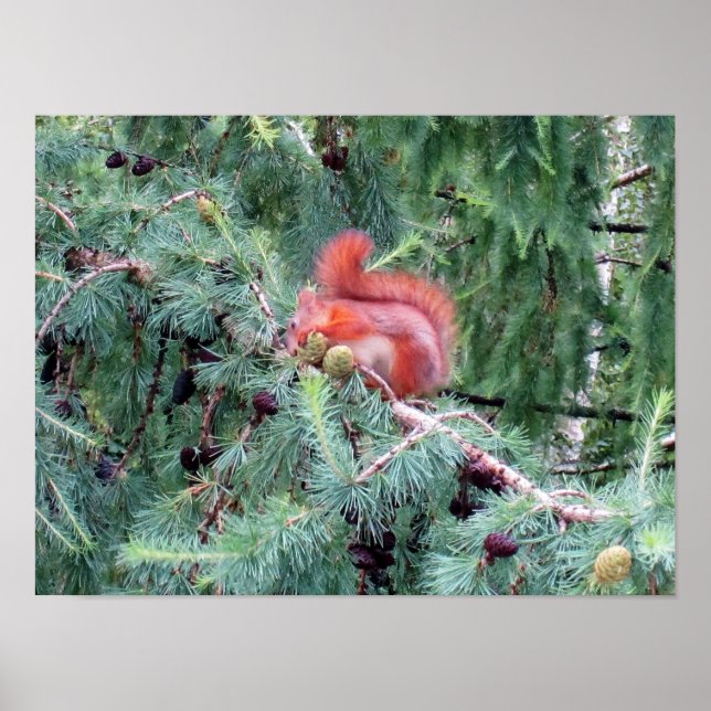 Red Squirrel  Poster (Front)