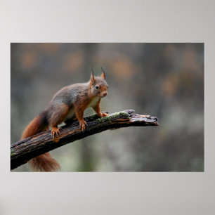Red Squirrel Poster