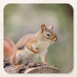 Red Squirrel Square Paper Coaster