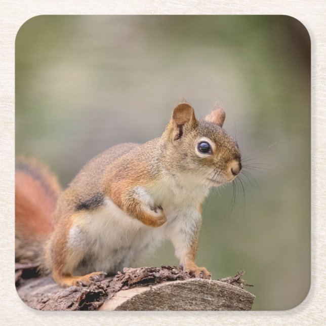 Red Squirrel Square Paper Coaster (Front)