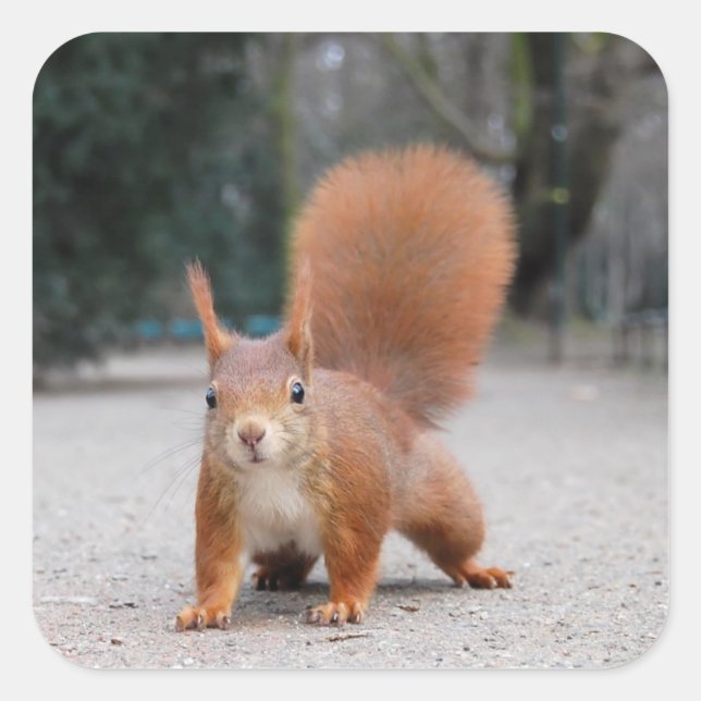 Red Squirrel Square Sticker (Front)
