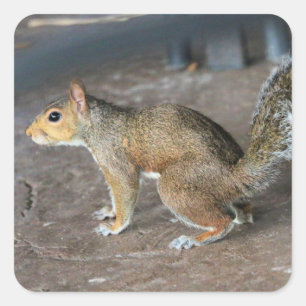 Red Squirrel Square Sticker