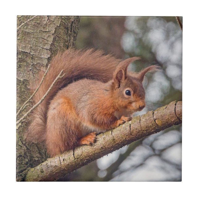 Red Squirrel Tile (Front)