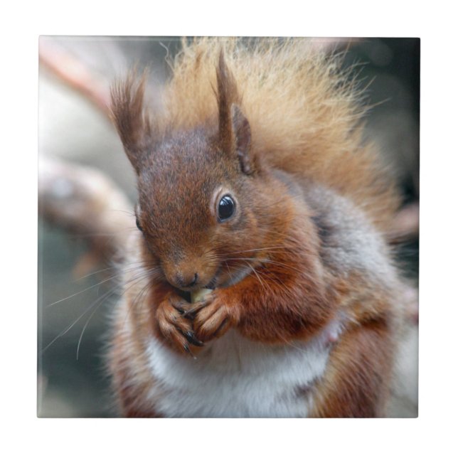 Red Squirrel Tile (Front)