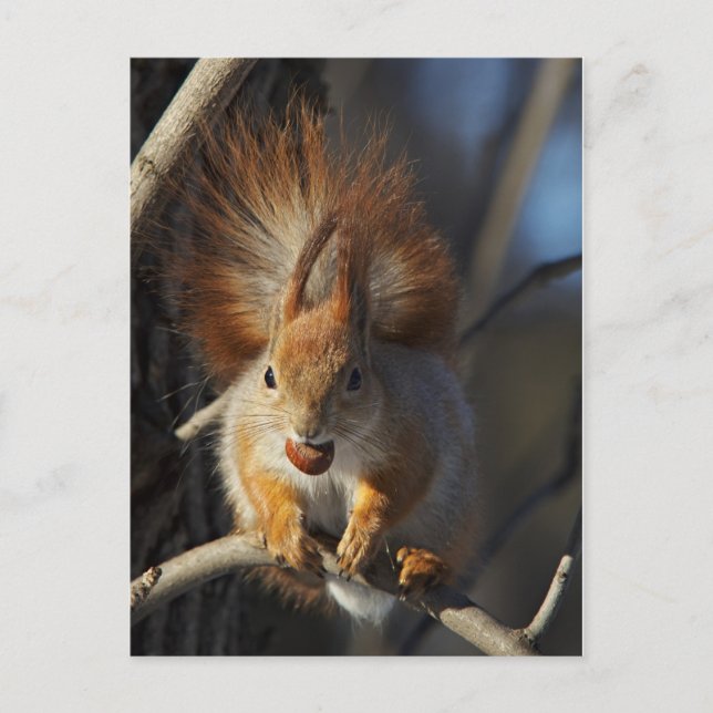 Red Squirrel with a Hazelnut Postcard (Front)