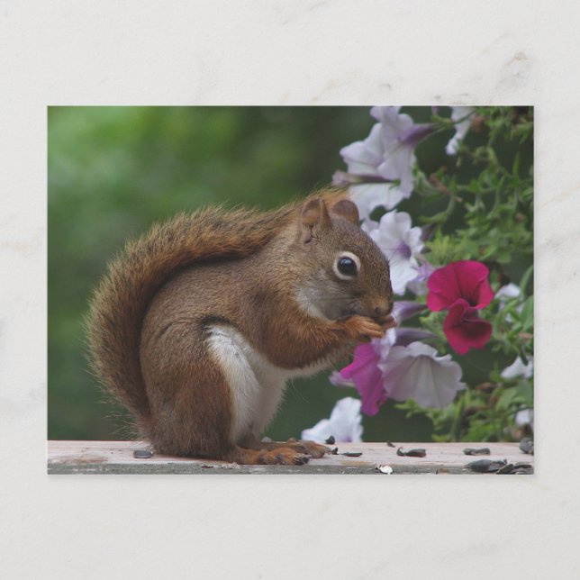 Red Squirrel with Petunias Postcard (Front)