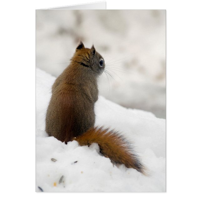 Red Squirrel's Soliloquy (Front)