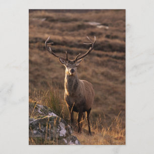 Red Stag Invitation