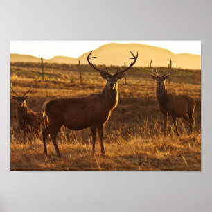 Red Stags  Poster/Print Poster