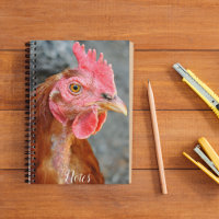 Red Star Chicken Hen Photo