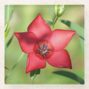 Red Star Flower Green Foliage Glass Coaster
