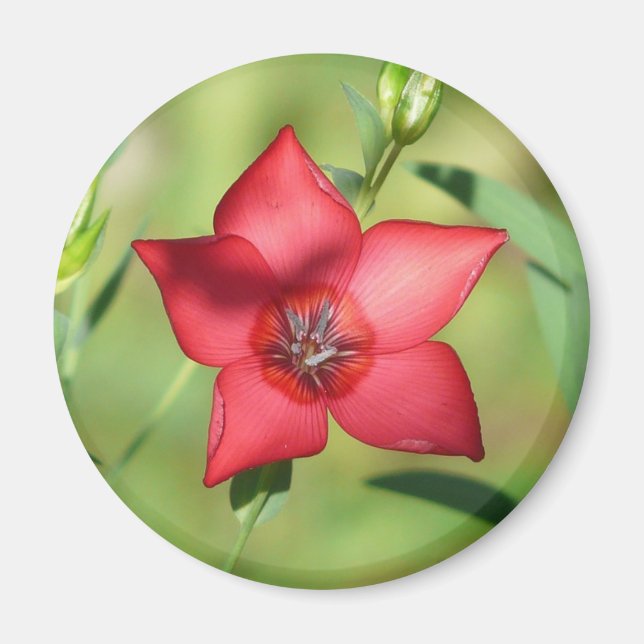 Red Star Flower Green Foliage Magnet (Front)