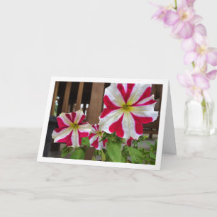 Red Star Petunia Flowers Card
