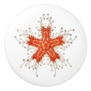 Red starfish ceramic knob