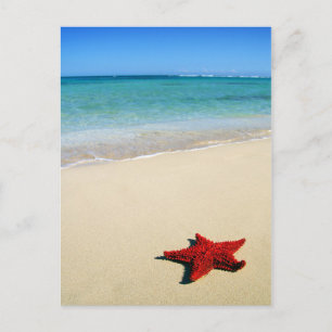 Red Starfish On White Sand Beach Postcard