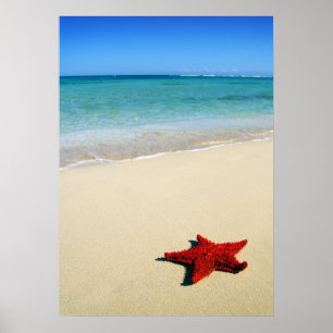Red Starfish On White Sand Beach Poster
