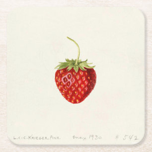 Red Strawberry (by Louis C.C. Krieger) Square Paper Coaster