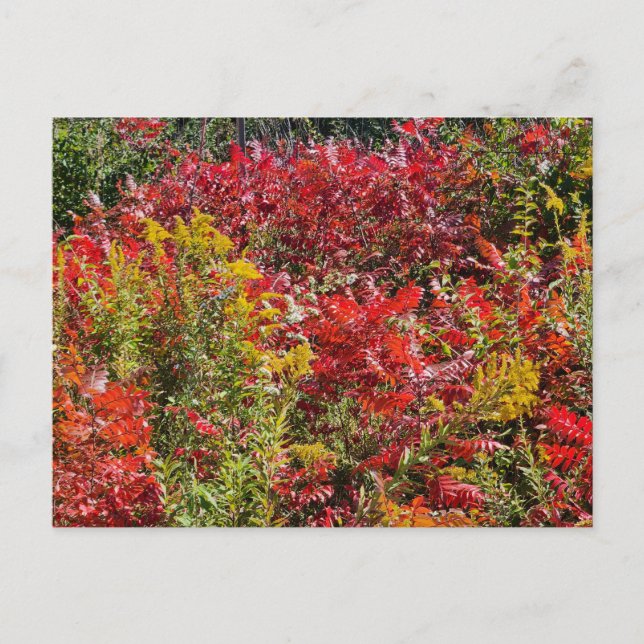 Red Sumac in Autumn Postcard (Front)