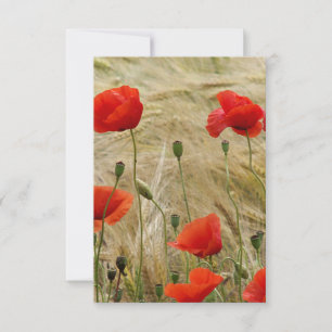red summer flower