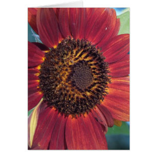 Red Sunflower Blank Cards