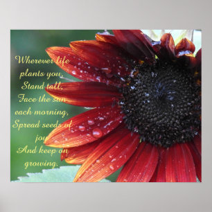 Red Sunflower, Inspirational Advice (Large) Poster