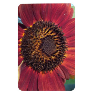 Red Sunflower Magnet