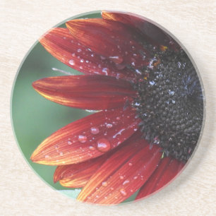 Red Sunflower Petals And Rain Drops Coaster