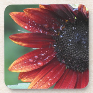 Red Sunflower Petals And Rain Drops Coaster