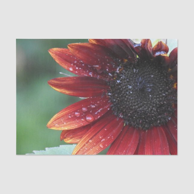 Red Sunflower Petals And Rain Drops Tissue Paper (Front)
