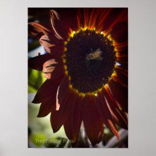 Red Sunflower Poster