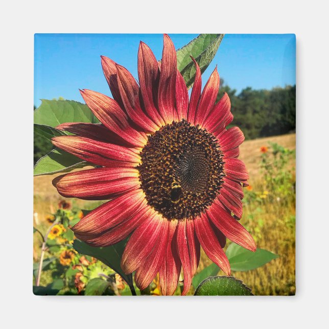 Red Sunflower with Bee Magnet (Front)