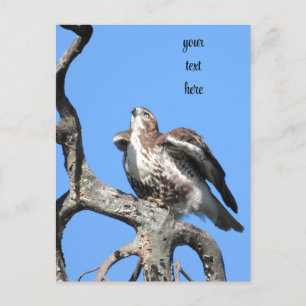 Red Tail Hawk, Bird Of Prey Postcard