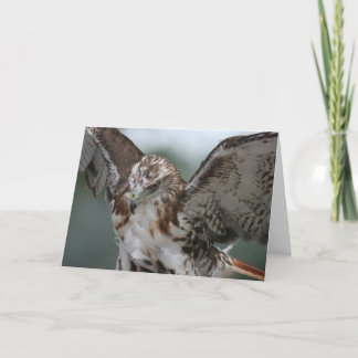"Red Tail Hawk" Bird Photo Greeting Card
