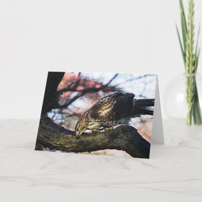Red Tail Hawk Greeting Card (Front)
