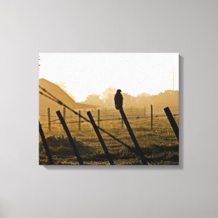 Red-tail Hawk In Morning Canvas Print