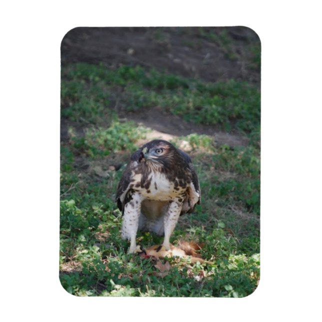 Red Tail Hawk Magnet (Vertical)