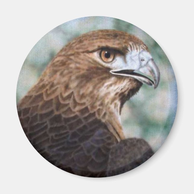 Red-tail Hawk Magnet (Front)