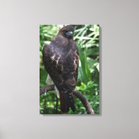 Red Tail Hawk Photograph Wrapped Canvas