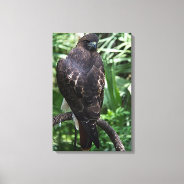 Red Tail Hawk Photograph Wrapped Canvas (Front)