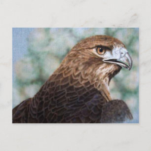 Red-tail Hawk Postcard