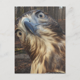 Red tail hawk postcard